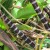 Black bamboo Black bamboo