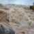 Mammoth Hot Springs Mammoth Hot Springs