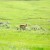 Pronghorn in Lamar Valley Pronghorn in Lamar Valley
