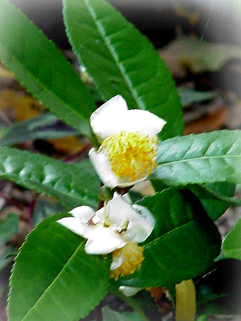 The Tea Plant - Camellia Sinensis