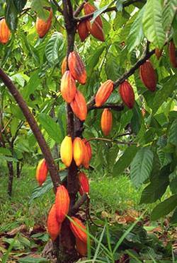 The Cocoa Plant