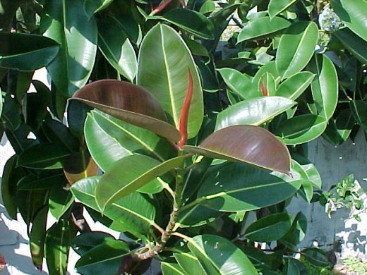 The Rubber Plant