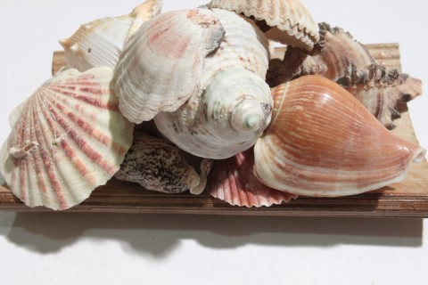 Finding seashells can be both fun and lucrative