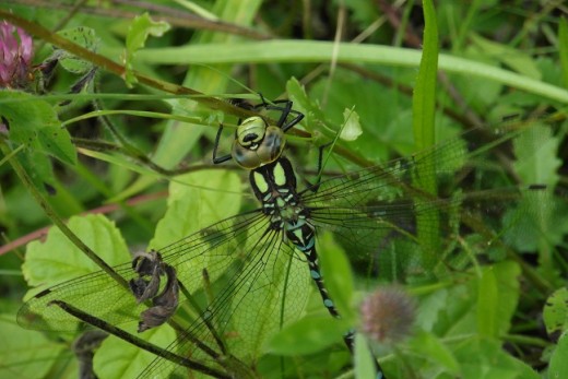 Dragonfly at Salthill Quarry Nature Reserve