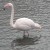 Flamingo at Marten Mere