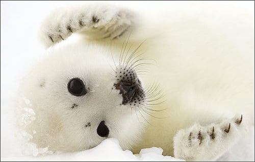 Adorable baby Harp seal