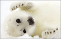 Baby Seal Clubbing: One Canadian Outraged, Angry, Saddened, and Ashamed