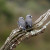 Ashy wood swallows