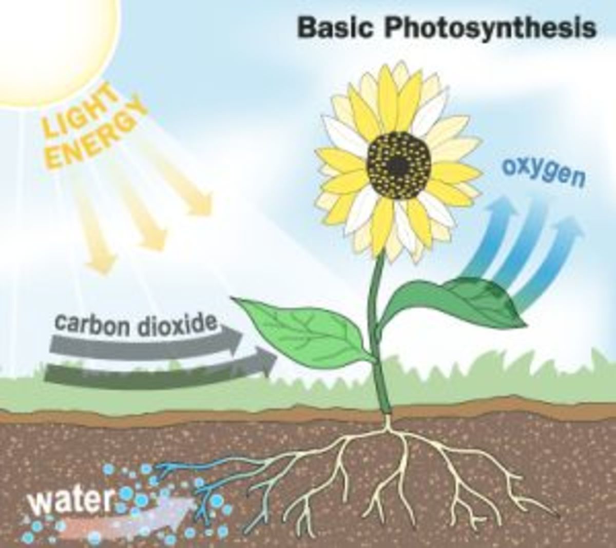 A Simple Diagram of Photosynthesis | HubPages