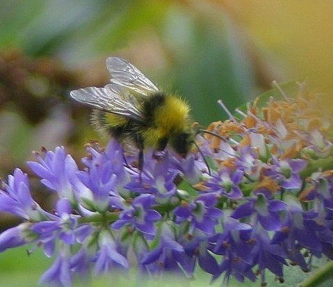 Sweet little bumble bee!