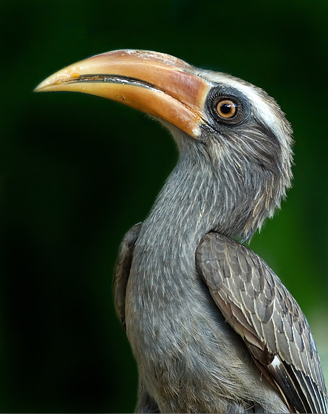 Malabar grey hornbill