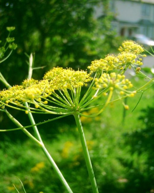 Fennel flowers. Photo by Steve Andrews