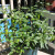 More Hot Peppers, this time in Pots. More Hot Peppers, this time in Pots.