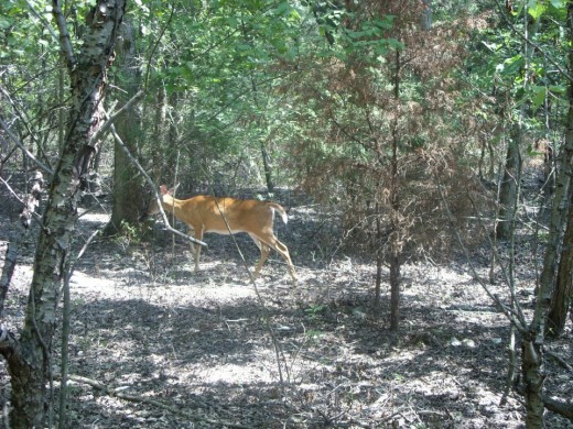 Hiking often provides lots of wildlife encounters.
