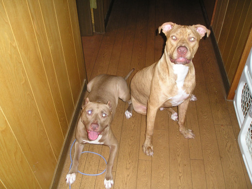 Notice how they are seconds away from attacking. Such ruthless animals.