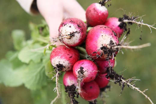 Radishes can be eaten after only a small rinsing.