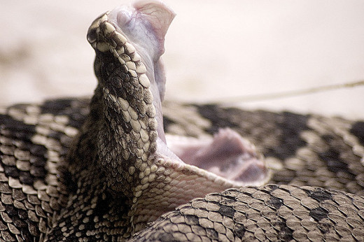 Eastern diamondback rattlesnake showing off his business end! By FinneJager (Own work) CC-BY-3.0