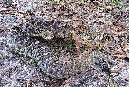 Eastern Diamondback rattlesnake.  By Snakecollector [CC-BY-2.0 (http://creativecommons.org/licenses/by/2.0)], via Wikimedia Commons