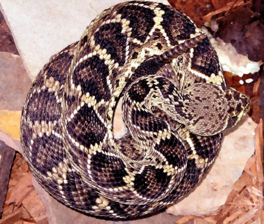 Eastern diamondback rattlesnake.  Public Domain. 