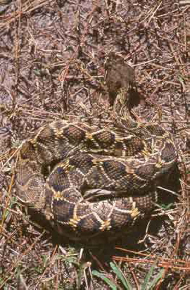 Eastern diamondback rattlesnake.  Public domain. 