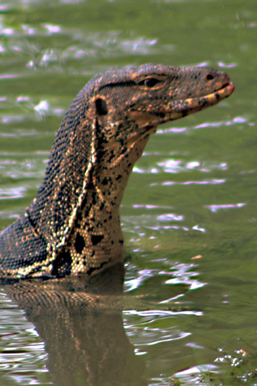 The Asian Water Monitor Lizard; Varanus salvator | Owlcation