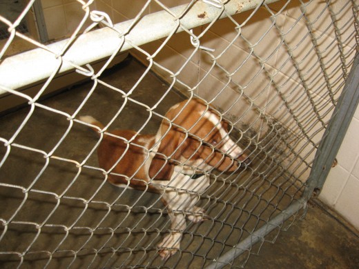 Housebreaking an older dog that's been in a shelter or kennel can be challenging.