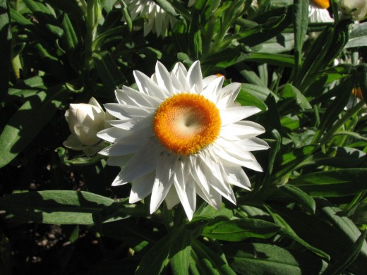 White Everlasting Daisy Cultivar.