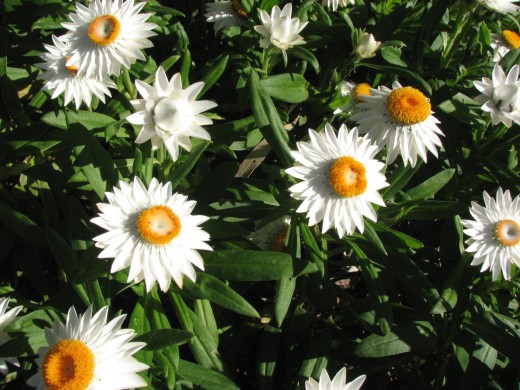 Patch of white Paper Daisies.