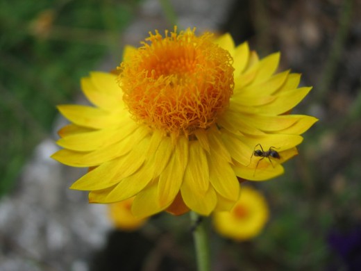Ant visiting wild type yellow Everlasting Daisy flower.