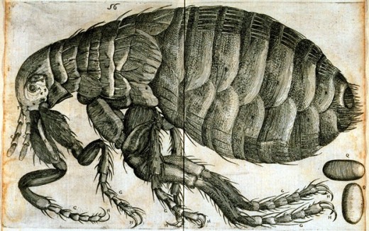 The flea and its egg