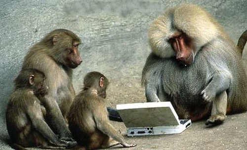 These monkeys were hit hard by Google's Panda update...