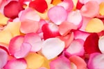 Fresh rose petals in pinks