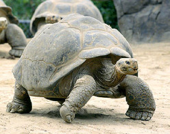 Reptiles: Tortoise