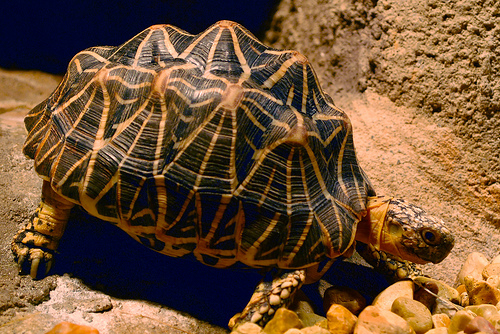 An Indian Star Tortoise