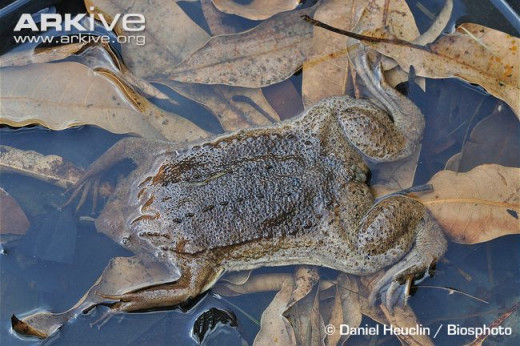 A Surinam Toad