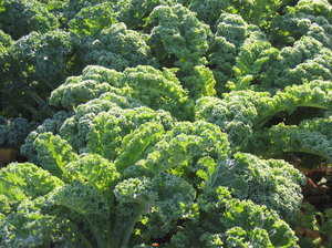 Healthy Kale