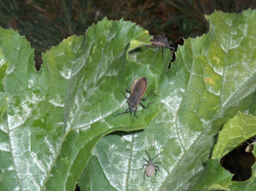 Squash Bugs Are Eating My Zucchini | hubpages