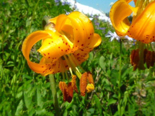 A tiger lily in full bloom