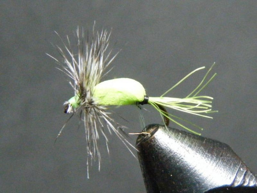A dry fly with a grizzly hackle.  Note the full, stiff barbs coming from the rachis of the neck hackle feather.