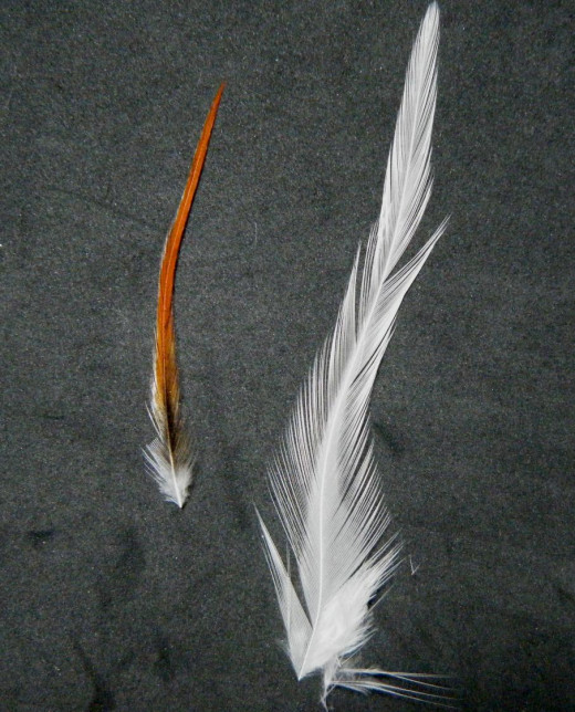 A neck hackle feather (left) and saddle hackle (right).  Notice how the neck hackle has dense barbs, while the saddle is less so. 
