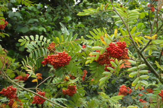 Rowan Berries