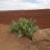 Cactus in Desert Cactus in Desert