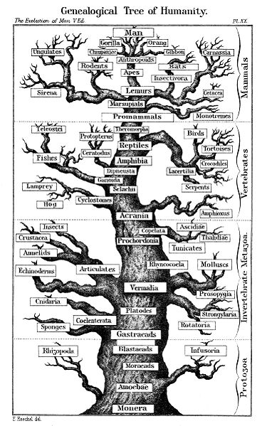 But Where are the Roots?