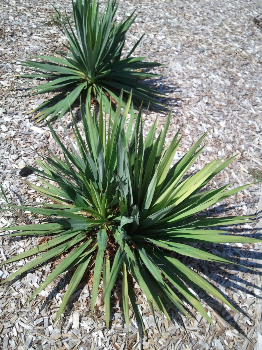 How to Take Care of a Yucca Plant | Dengarden