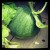 My Sugar Baby Watermelon growing in a container on the deck My Sugar Baby Watermelon growing in a container on the deck