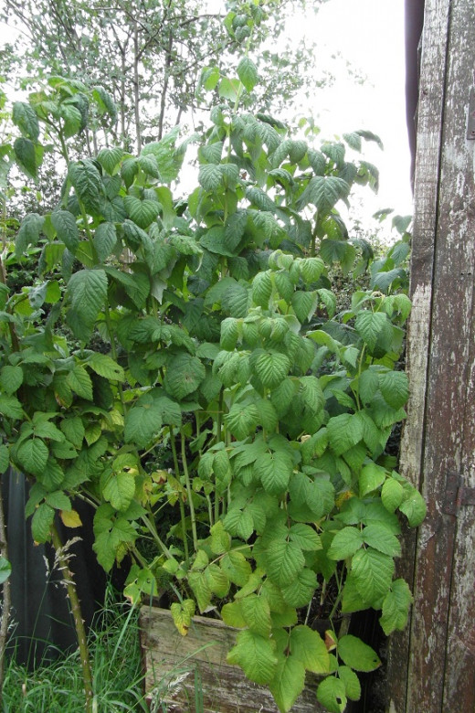 Raspberry canes