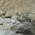 Sandstone in St. Louis Canyon Sandstone in St. Louis Canyon