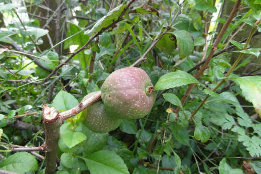 Japanese quinces