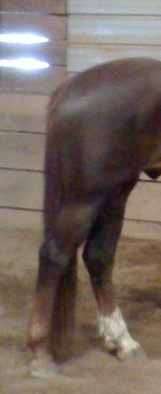 These are Zero's hind legs.  They are very straight, which can predispose him to UPF.