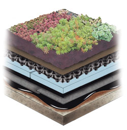 A typical "extensive" green roof that is an integral part of the roof design.